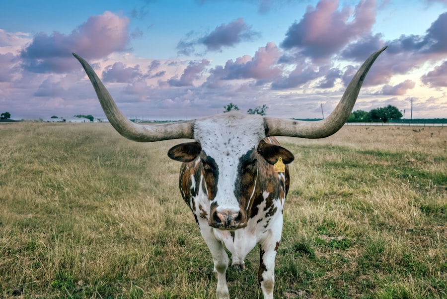 Photo Texas Property Appraisers